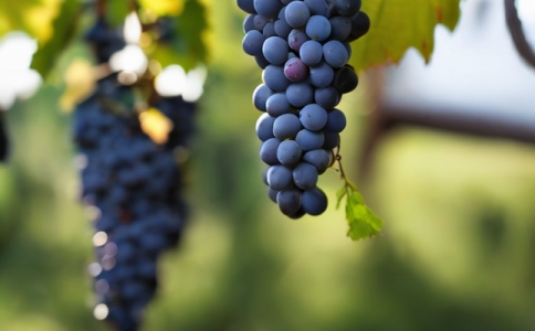 森林之王家族珍藏赤霞珠干紅葡萄酒 智利獲獎名莊